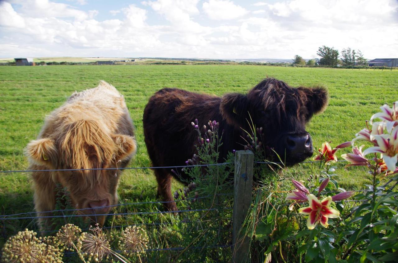 Bed and Breakfast Carrig Lios Thurso Exteriér fotografie